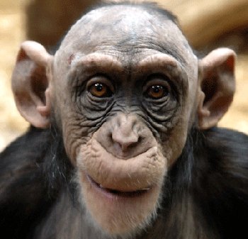 Chimp Rampage Leads To 911 Call