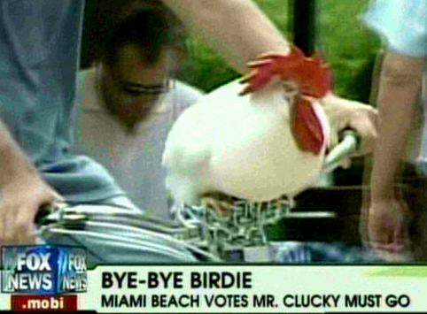 Mr. Clucky