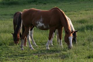 Horses in the Book of Mormon?