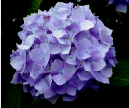 Hydrangea