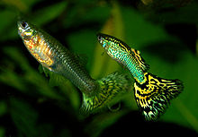 Female Guppy Is Attacking Male Guppies