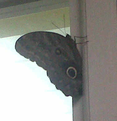 Gigantic Moth