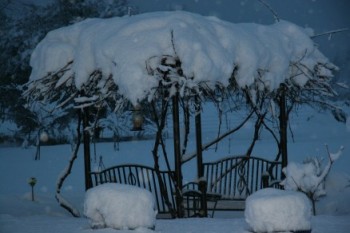 Grape Arbor In Winter