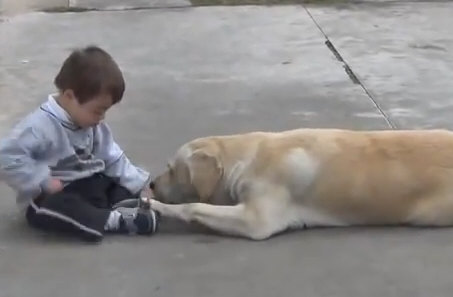 Down Syndrome Boy Vs Labrador Dog