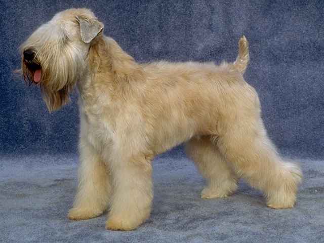 Soft Coated Wheaten Terrier