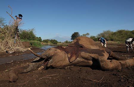 The Elephant Life After Death