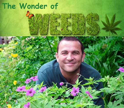 The Wonder Of Weeds