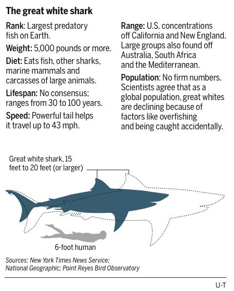 Shark Sizes