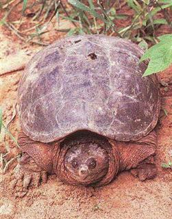 Snapping Turtle