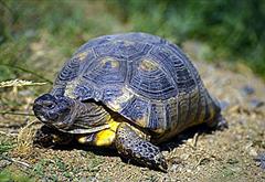 Marginated Tortoise