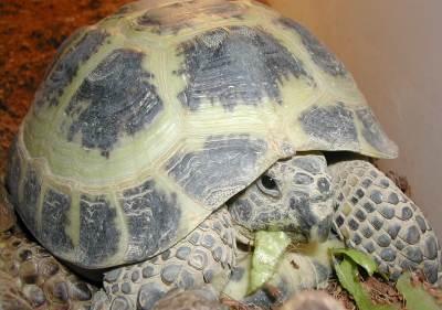 Russian Tortoise