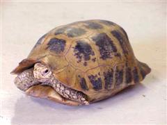 Elongated Tortoise