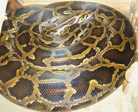 Burmese Pythons In Florida