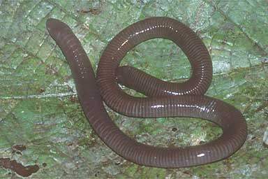 Caecilian - Varagua