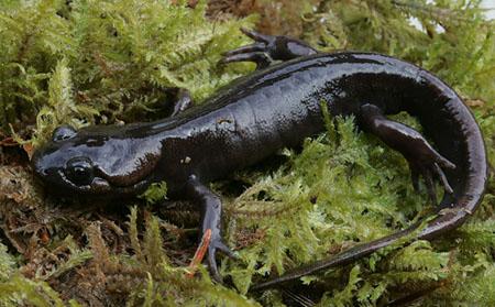 Salamander - Northwestern