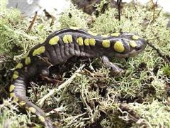 Salamander - Spotted