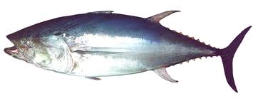 Pacific Bluefin Tuna