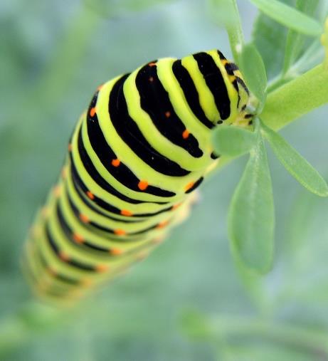 Caterpillars Killed Off The Dinosaurs