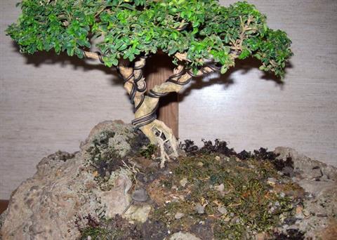 Bonsai Plants