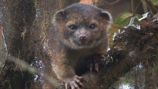 Olinguito