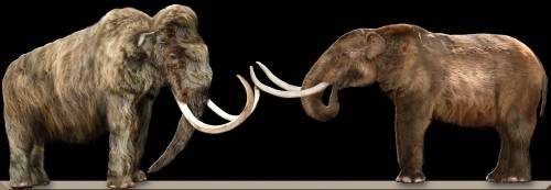 Mammoth's Genome