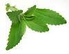 Stevia Sweetener