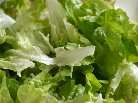 Bagged Salad Caused Parasite Outbreak