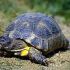 Marginated Tortoise