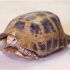 Elongated Tortoise