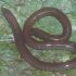 Discuss  Caecilian,Varagua