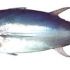 Best of  Pacific Bluefin Tuna