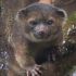 Discuss  Olinguito