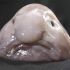 Discuss  Blobfish