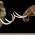 Discuss  Mammoth' s Genome