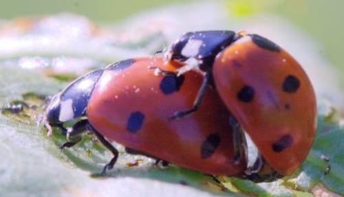 Killer Ladybird Bugs