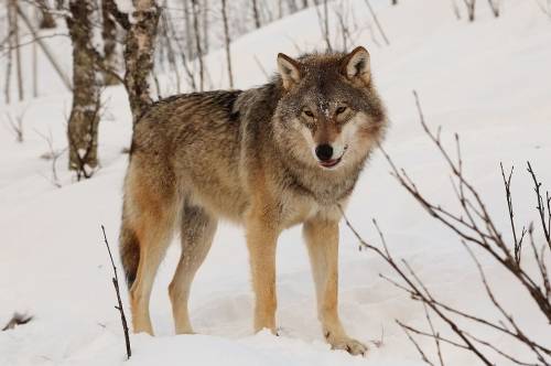 Eurasian Grey Wolf