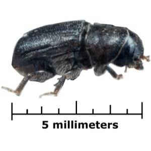 Bark Beetle