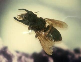 Wallace's Giant Bee - Megachile Pluto