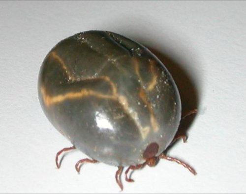 Asian Longhorned Tick