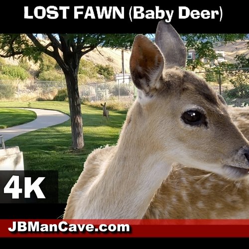 Lost Fawn Or Baby Deer