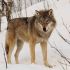   Eurasian Grey Wolf