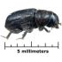   Bark Beetle