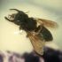 Best of  Wallace' s Giant Bee,Megachile Pluto