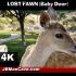 Discuss  Lost Fawn Baby Deer